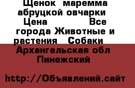 Щенок  маремма абруцкой овчарки › Цена ­ 50 000 - Все города Животные и растения » Собаки   . Архангельская обл.,Пинежский 